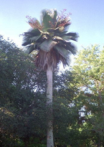 La palma da cera